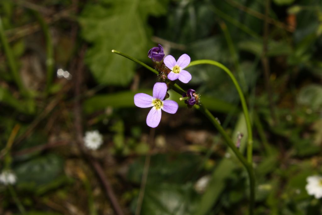 Monte Argentario,  (GR) - Arabis verna